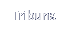 Tribuna